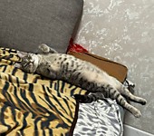 Французские ножки у девочки-кошки