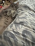 Добродетельная кошечка