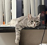 Афина задумалась о смысле жизни