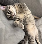 Я ль на свете всех милее?