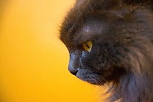 Кузя - нибелунг, 13 лет