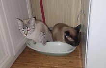 Муся и Барсик - два мудреца в одном тазу